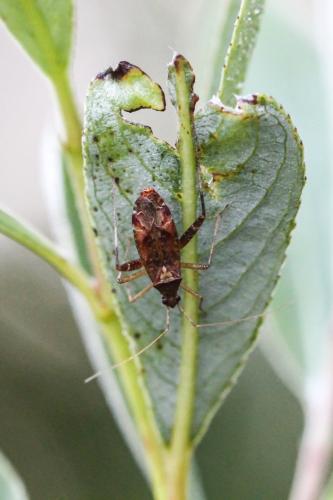 Phytocoris sp.